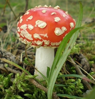 Мухомор красный Amanita muscaria (Fr.) Hooker