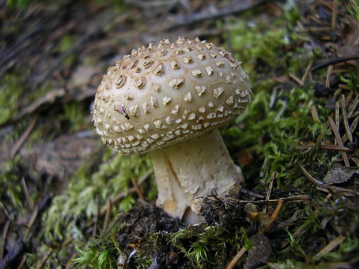 Мухомор пантерный Amanita pantherina (Fr.) Seer.