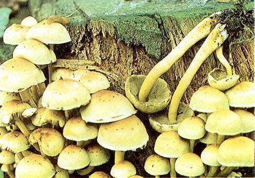 Ложноопенок серно-желтый Hypholoma fasciculare (Fr.) Kumm.