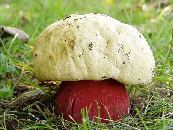 Сатанинский гриб Boletus satanas