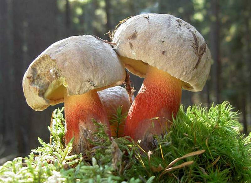 Боровик несъедобный Boletus calopus