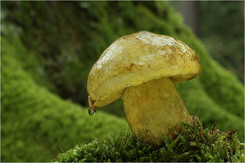 Боровик буро-желтый Boletus appendiculatus