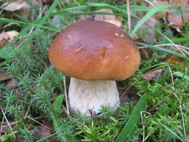 Белый гриб, боровик Boletus edulis