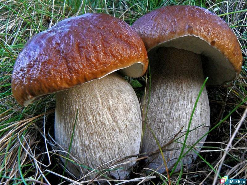 Белый гриб, форма сетчатая Boletus reticulatus (Boletus aestivalis)