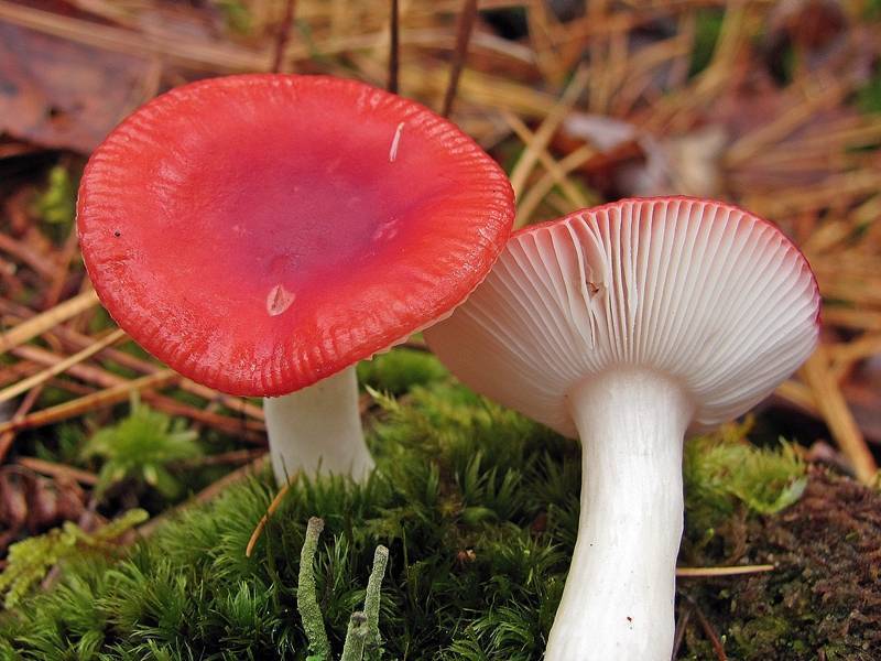 Сыроежка жгуче-едкая Russula emetica