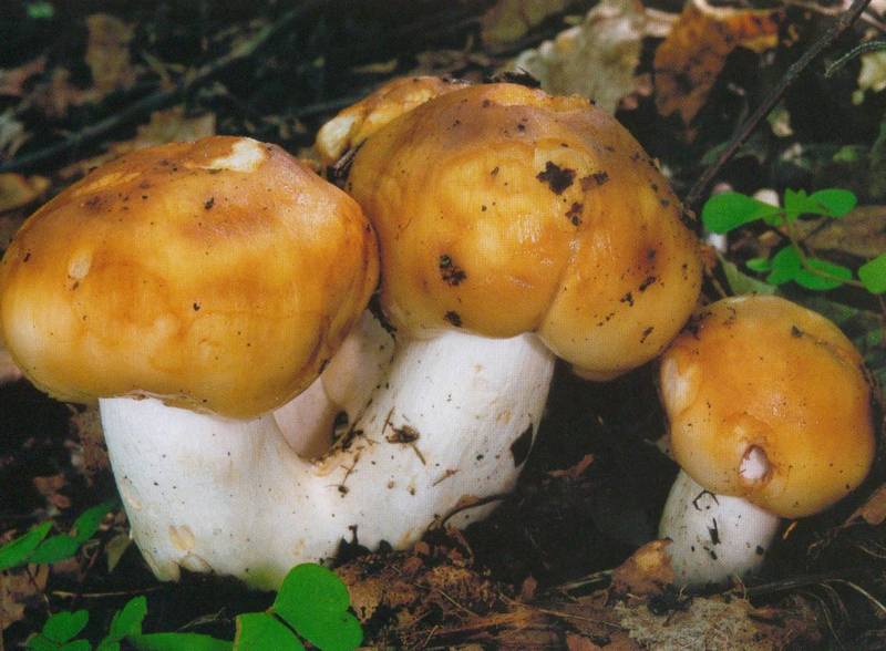 Валуй, сопливик Russula foetens