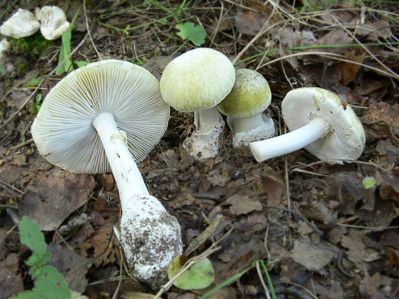 Бледная поганка Amanita phalloides