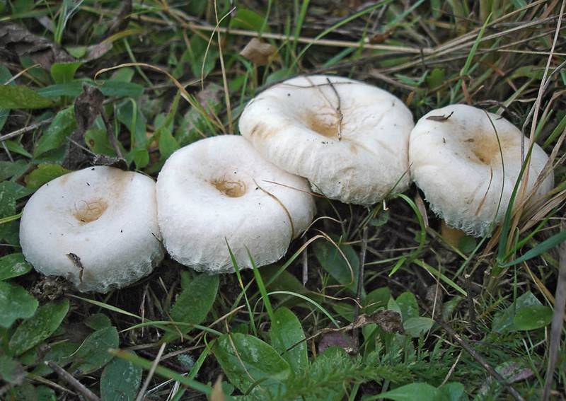 Волнушка белая, белянка Lactarius pubescens