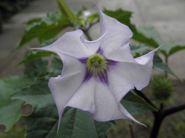  Datura stramonium var. tatula очаровывает нежными голубовато-сиреневыми цветками