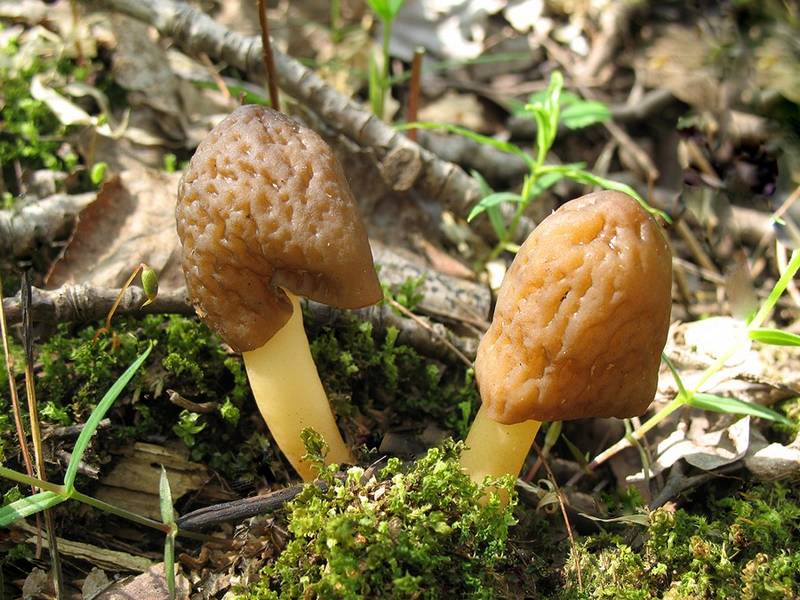 Верпа коническая Verpa conica (Verpa digitaliformis)