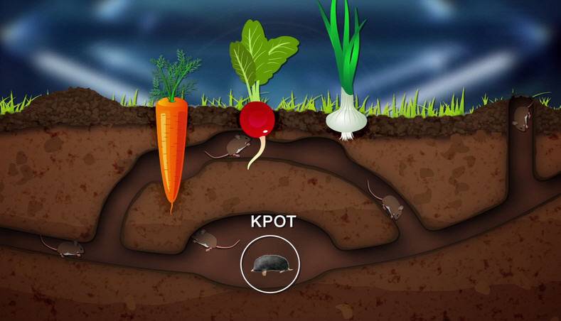 Как избавиться от кротов на участке: средства и способы