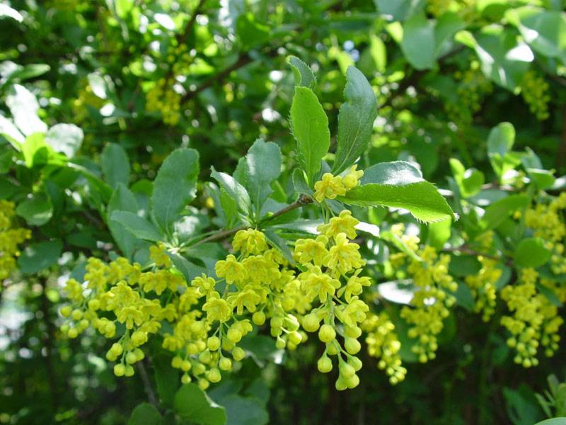 Барбарис обыкновенный (Berberis vulgaris)