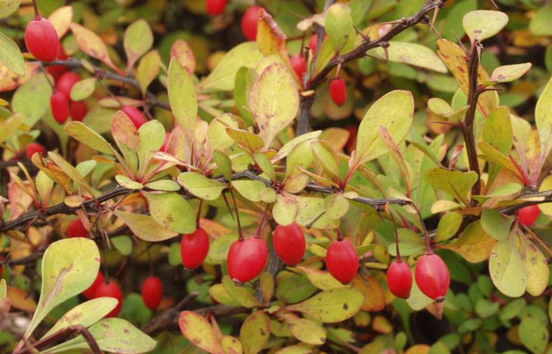 У барбариса Тунберга (Berberis thunbergii) плоды долго сохраняются на ветках