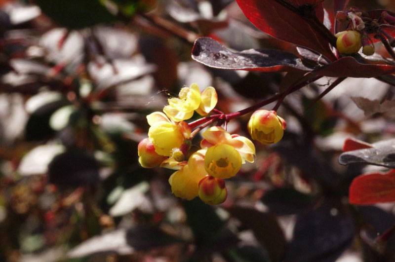 Барбарис оттавский (Berberis x ottawiensis)