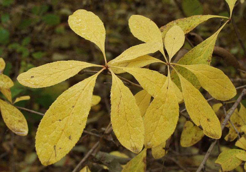 Барбарис амурский (Berberis amurensis)