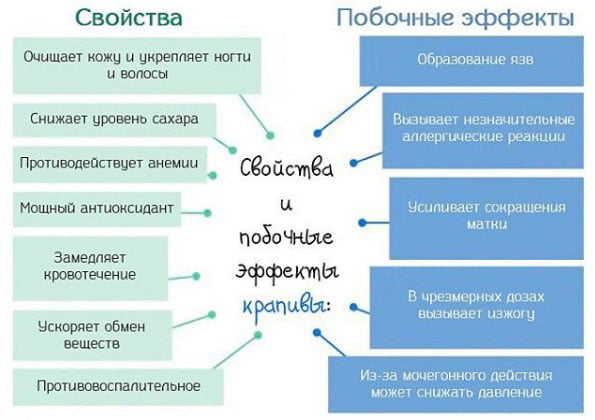 крапива свойства и противопоказания