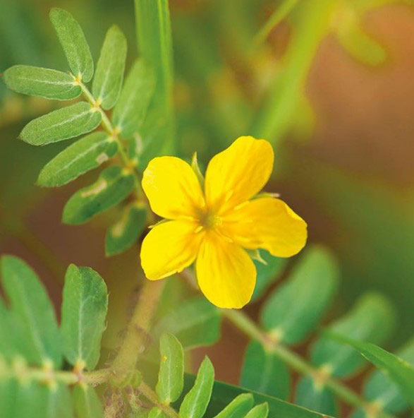 tribulus terrestris отзывы