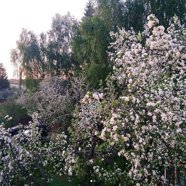 Сажаем деревья в саду с задумкой вырастить ограду